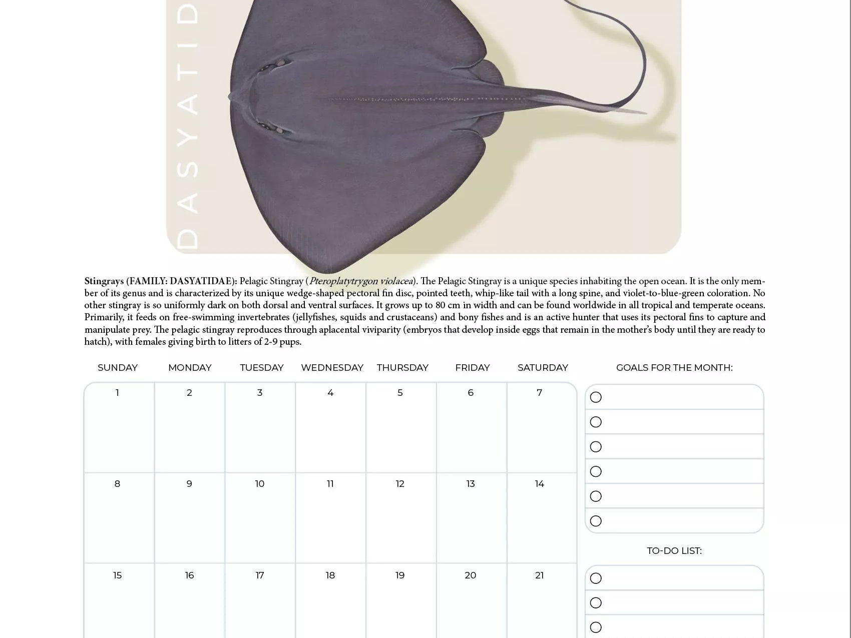 Stick Figure Fish 2024 Limited Edition Calendar - Sharks & Rays of the Open Ocean-Stick Figure Fish Illustration