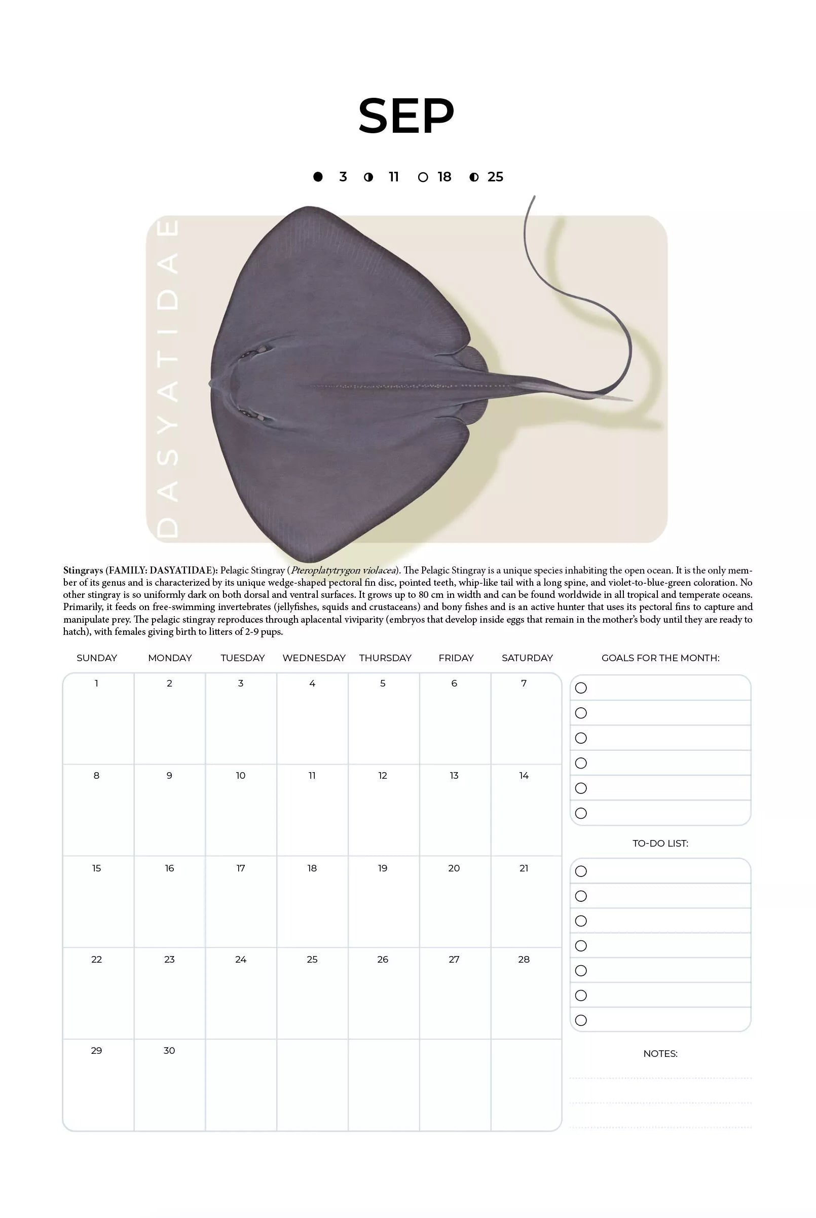 Stick Figure Fish 2024 Limited Edition Calendar - Sharks & Rays of the Open Ocean-Stick Figure Fish Illustration