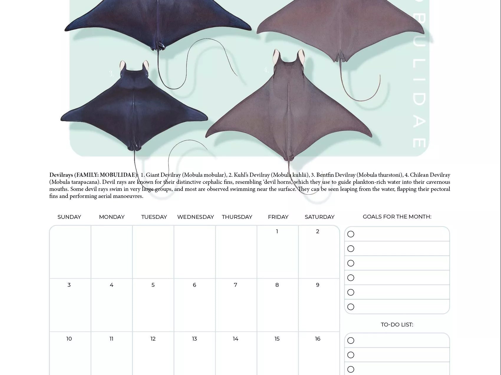 Stick Figure Fish 2024 Limited Edition Calendar - Sharks & Rays of the Open Ocean-Stick Figure Fish Illustration