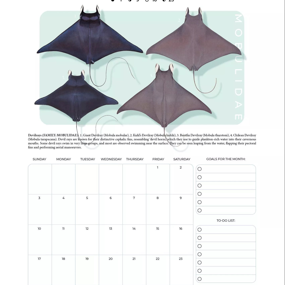 Stick Figure Fish 2024 Limited Edition Calendar - Sharks & Rays of the Open Ocean-Stick Figure Fish Illustration