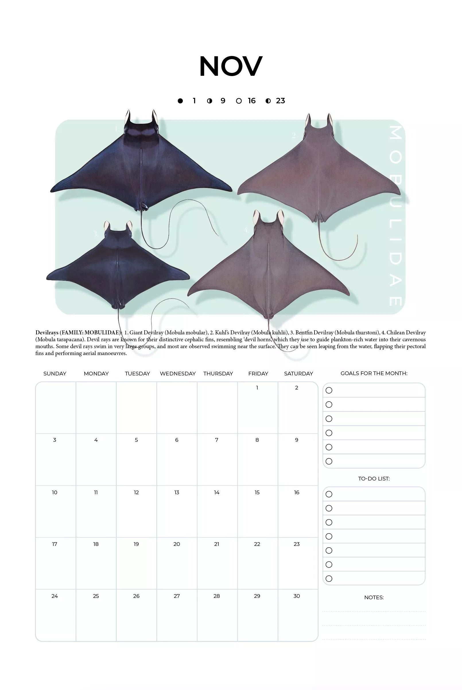 Stick Figure Fish 2024 Limited Edition Calendar - Sharks & Rays of the Open Ocean-Stick Figure Fish Illustration