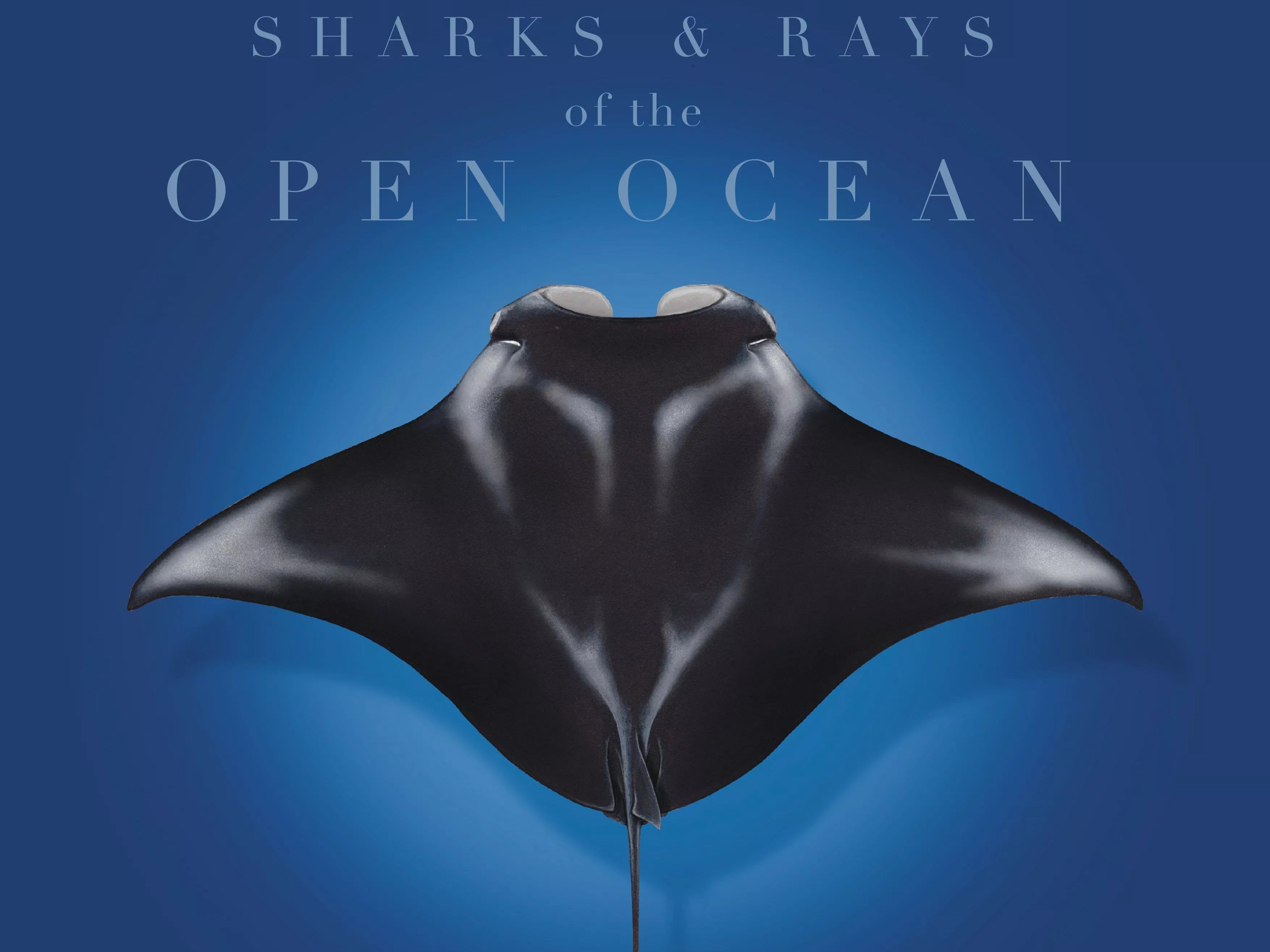 Stick Figure Fish 2024 Limited Edition Calendar - Sharks & Rays of the Open Ocean-Stick Figure Fish Illustration