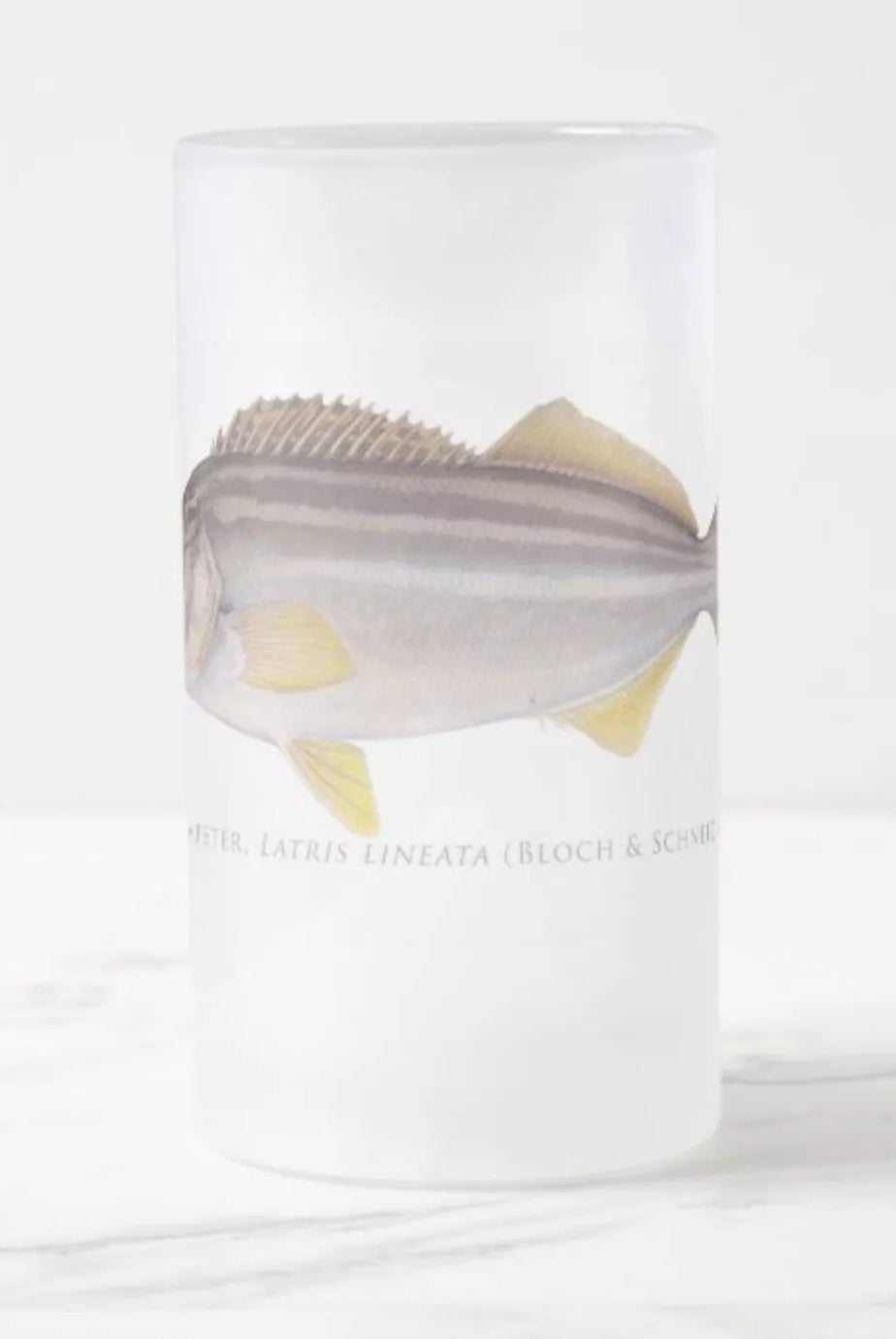 Striped Trumpeter - Frosted Glass Stein-Stick Figure Fish Illustration