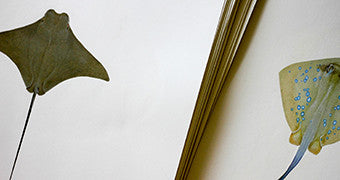 Interview on ABC Radio National