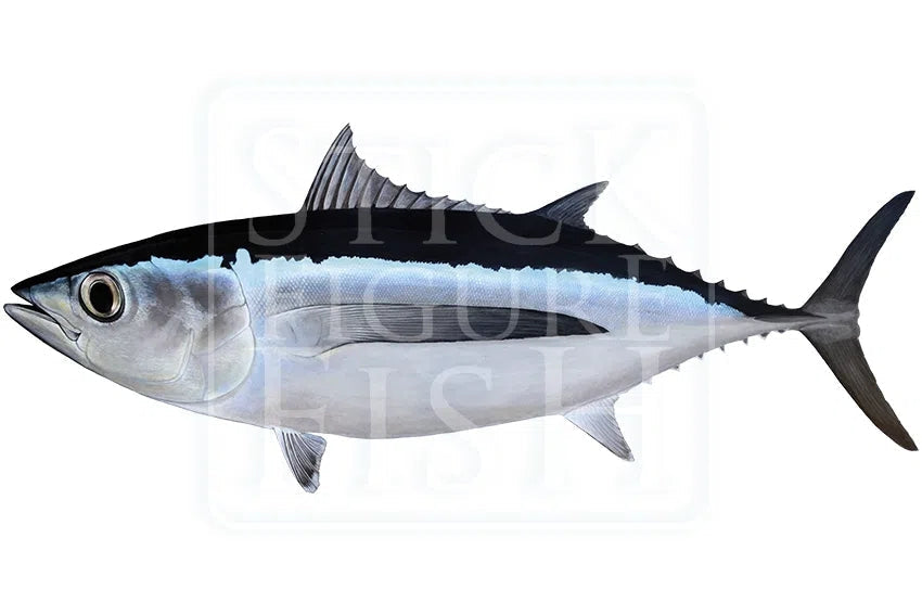 Albacore-Stick Figure Fish Illustration