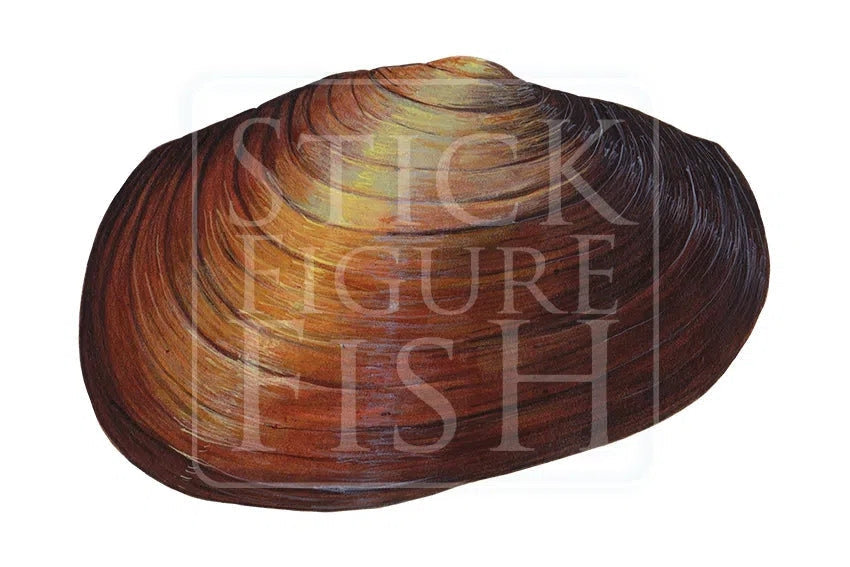 Carter's Freshwater Mussel – Stick Figure Fish Illustration