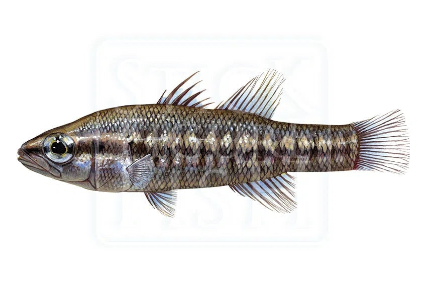 Balston's Pygmy Perch-Stick Figure Fish Illustration