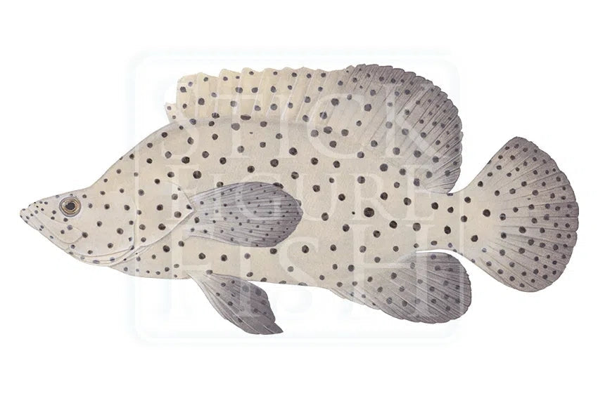 Barramundi Cod-Stick Figure Fish Illustration