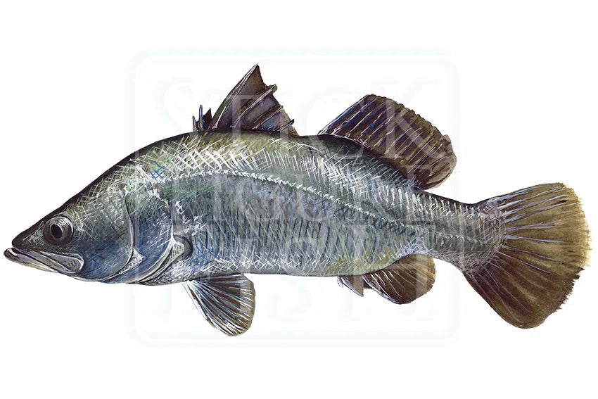 Barramundi-Stick Figure Fish Illustration