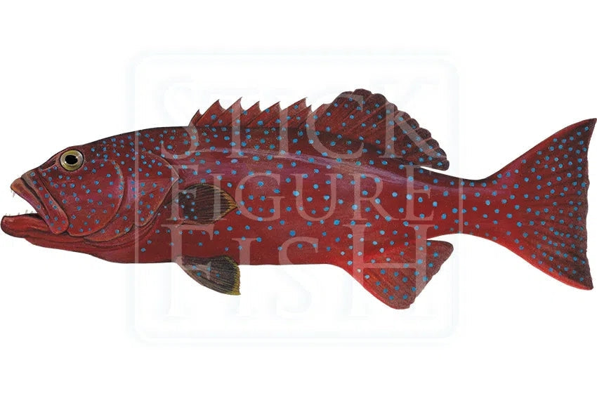 Bluespotted Coral Trout-Stick Figure Fish Illustration