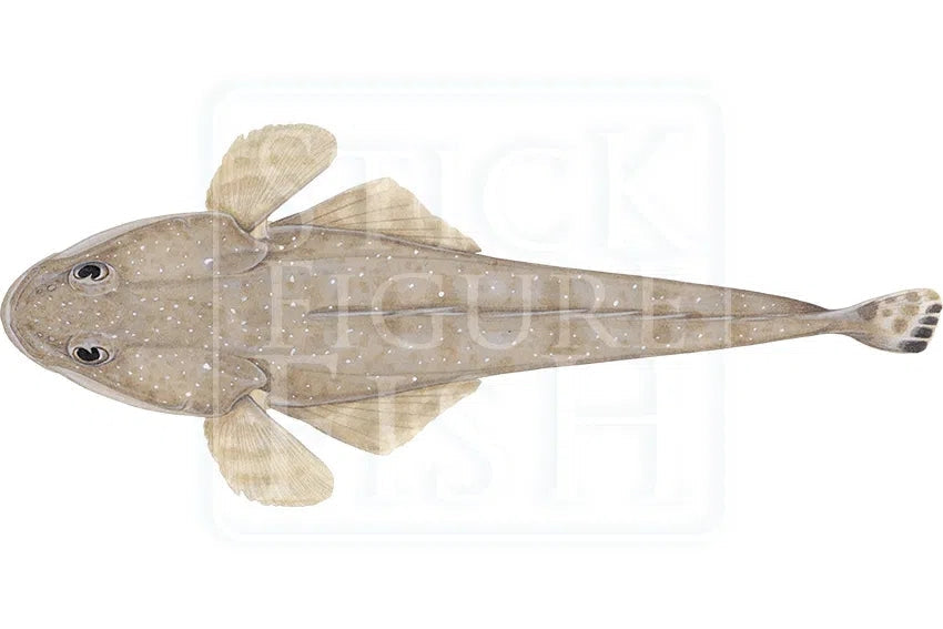 Bluespotted Flathead-Stick Figure Fish Illustration