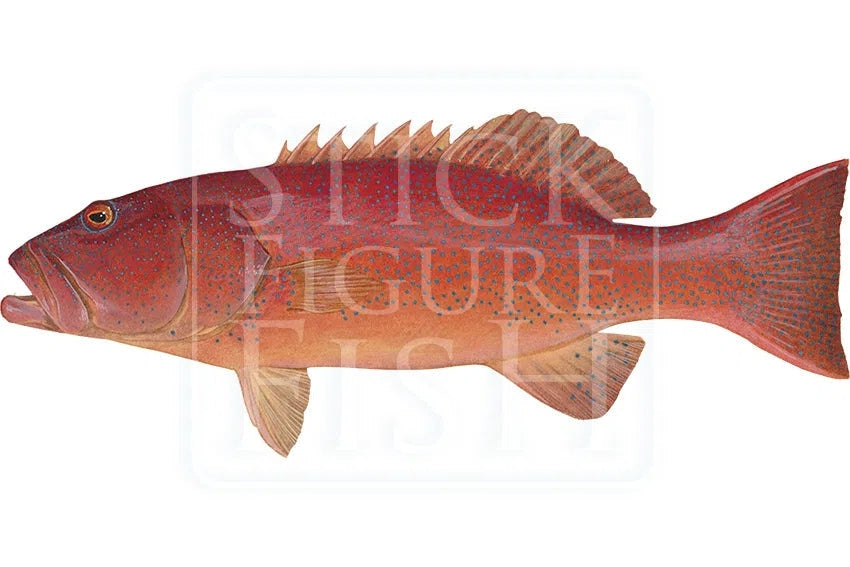Common Coral Trout-Stick Figure Fish Illustration