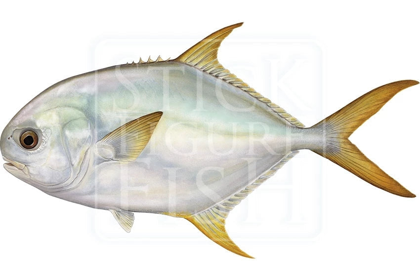 Giant Oystercracker (Permit)-Stick Figure Fish Illustration
