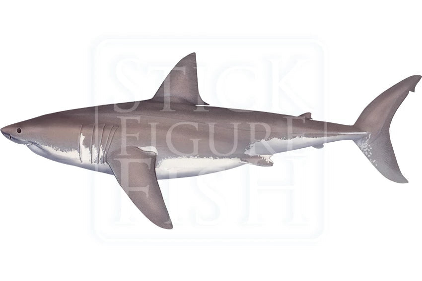 Great White Shark-Stick Figure Fish Illustration