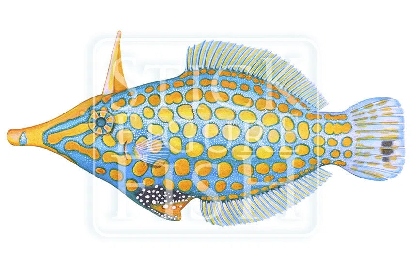 Harlequin Filefish-Stick Figure Fish Illustration