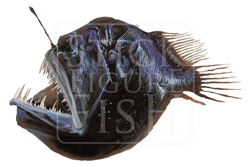 Humpback Blackdevil-Stick Figure Fish Illustration