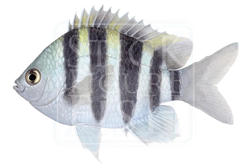 Indo-Pacific Sergeant-Stick Figure Fish Illustration