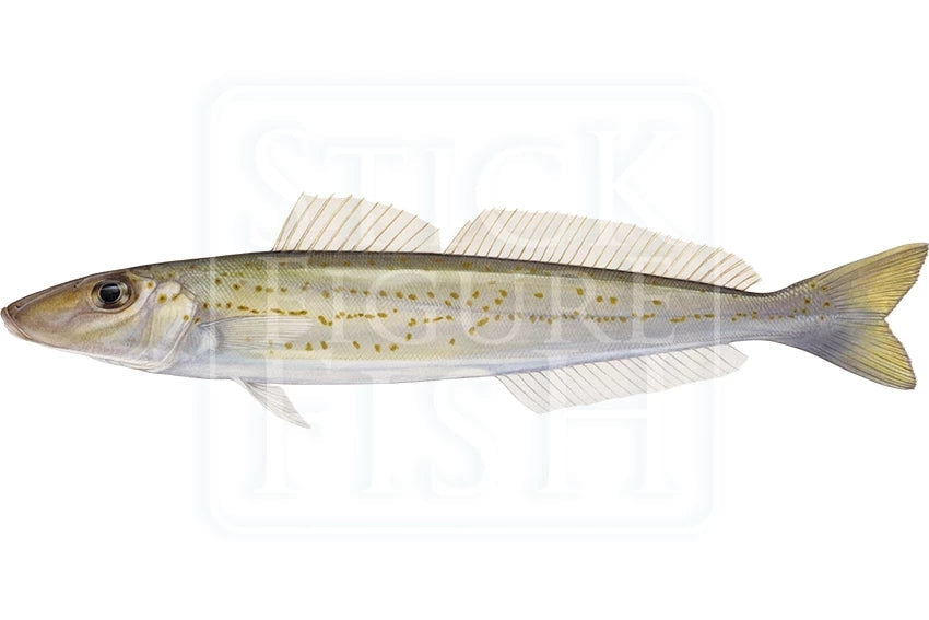 King George Whiting-Stick Figure Fish Illustration