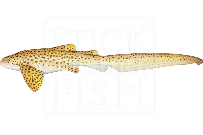 Leopard Shark-Stick Figure Fish Illustration