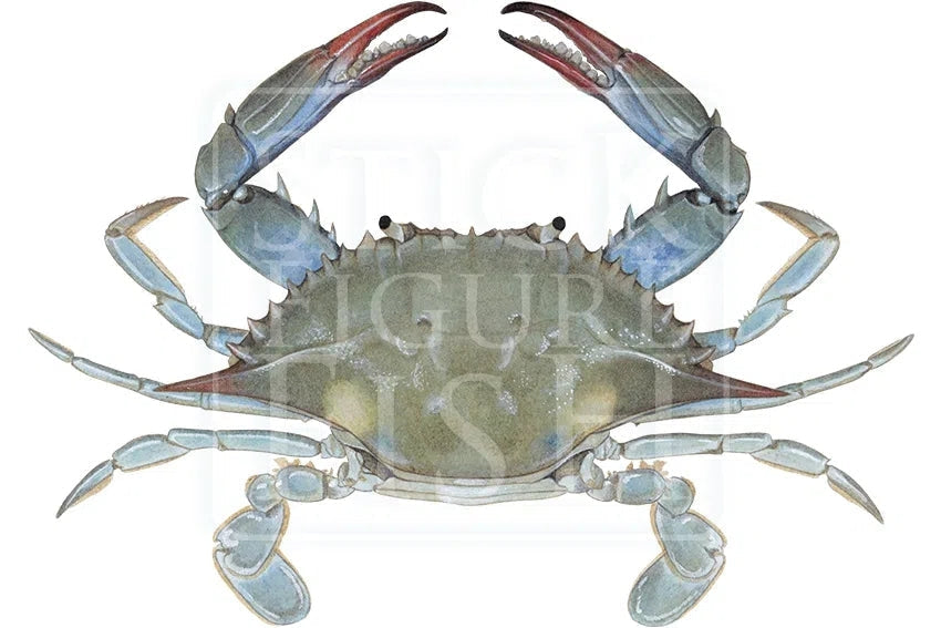 Louisiana Blue Crab-Stick Figure Fish Illustration