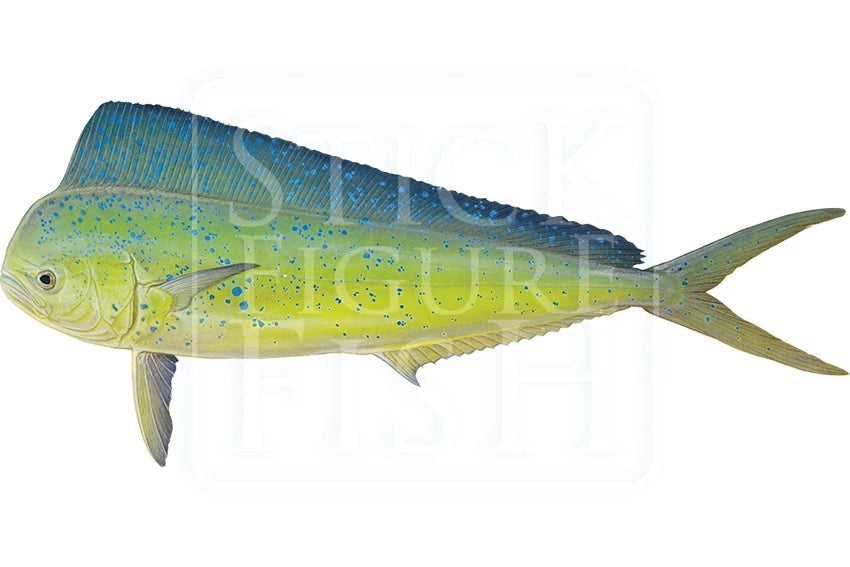 Mahi Mahi-Stick Figure Fish Illustration