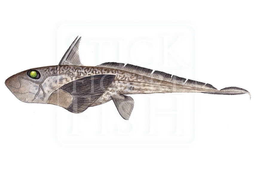 Marbled Ghost Shark-Stick Figure Fish Illustration