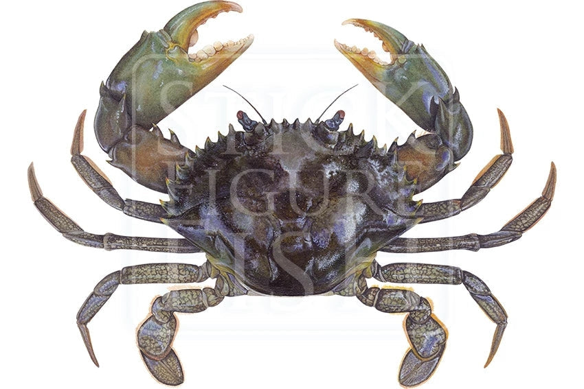 Mud Crab-Stick Figure Fish Illustration