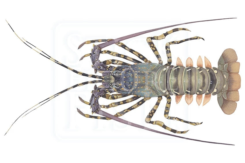 Ornate Rock Lobster (Version 1)-Stick Figure Fish Illustration