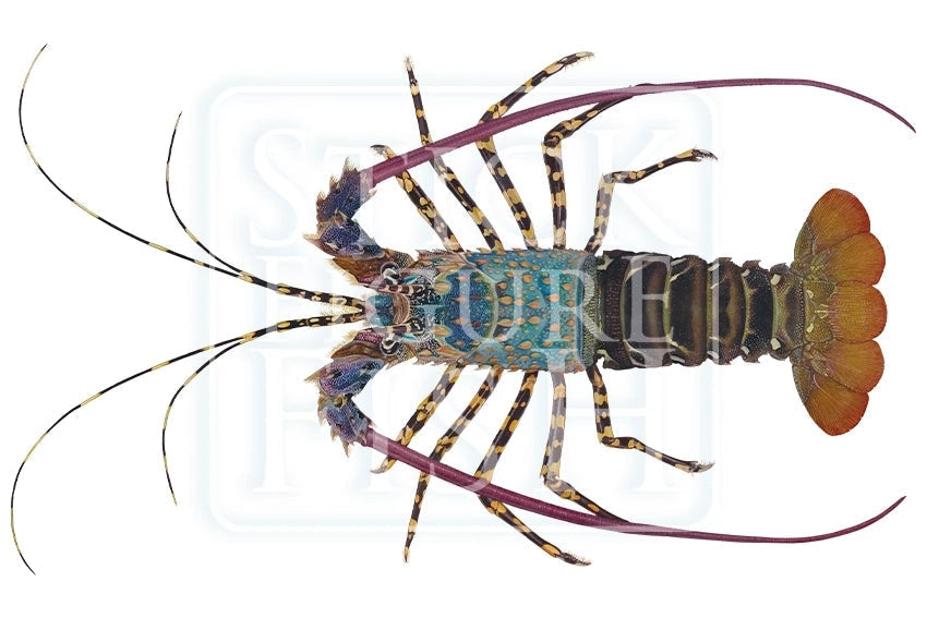 Ornate Rock Lobster Version 2 (Detailed)-Stick Figure Fish Illustration
