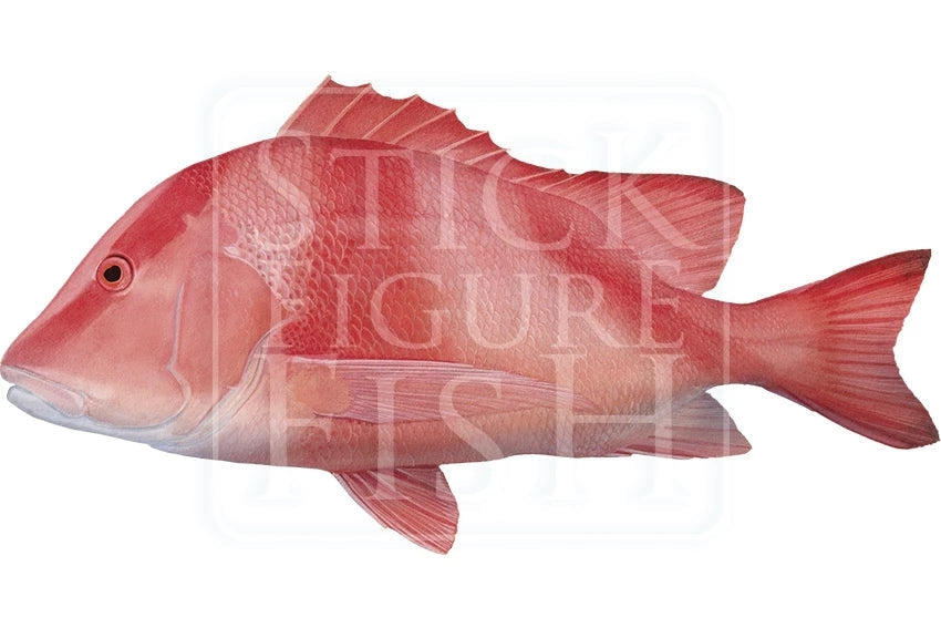Red Emperor-Stick Figure Fish Illustration