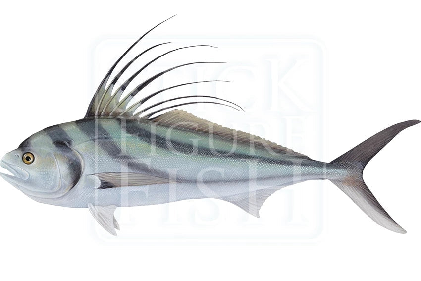 Roosterfish-Stick Figure Fish Illustration