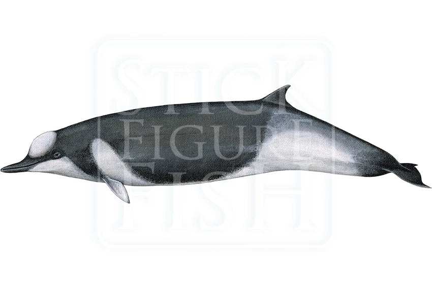 Shepherd's Beaked Whale-Stick Figure Fish Illustration