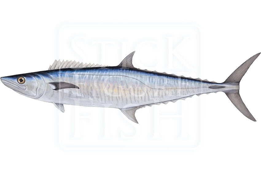 Spanish Mackerel-Stick Figure Fish Illustration