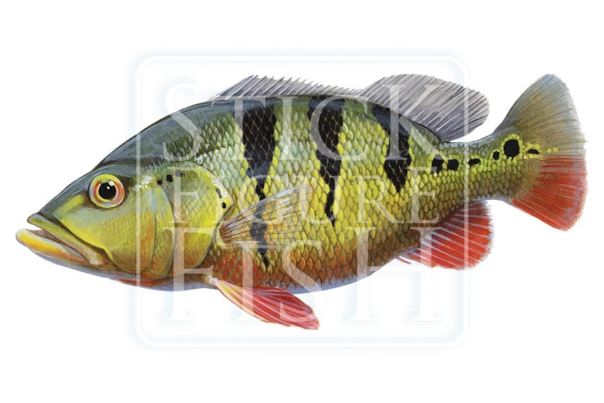 Speckled Peacock Bass (Pavon)-Stick Figure Fish Illustration