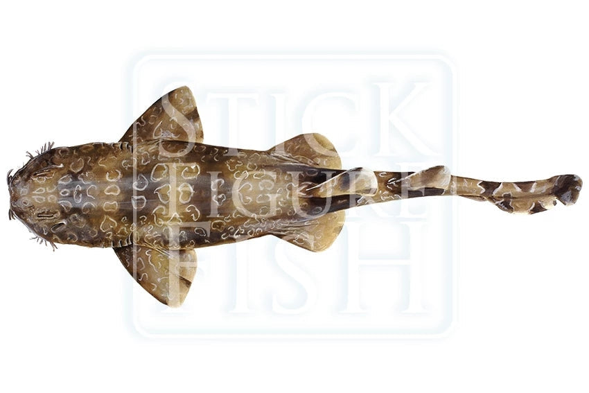 Spotted Wobbegong-Stick Figure Fish Illustration