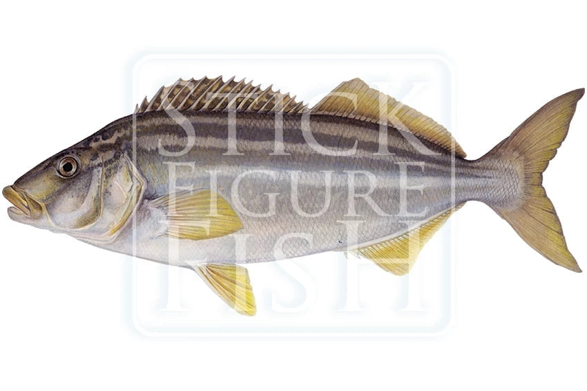 Striped Trumpeter-Stick Figure Fish Illustration