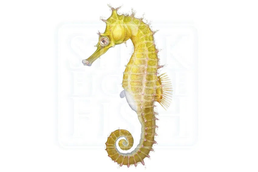 White's Seahorse-Stick Figure Fish Illustration