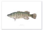 Murray Cod A2 Print Mockup Shadow.png by Dr Lindsay Marshall