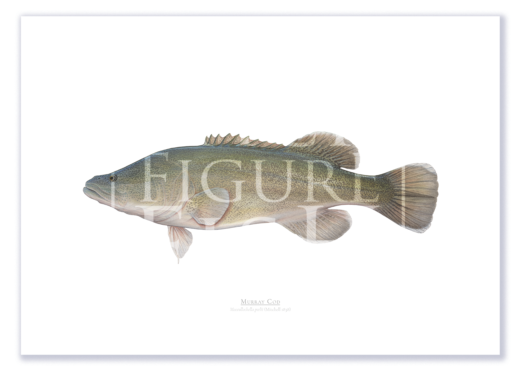 Murray Cod A2 Print Mockup Shadow.png by Dr Lindsay Marshall