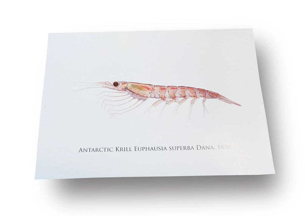 Antarctic Krill Card-Stick Figure Fish Illustration