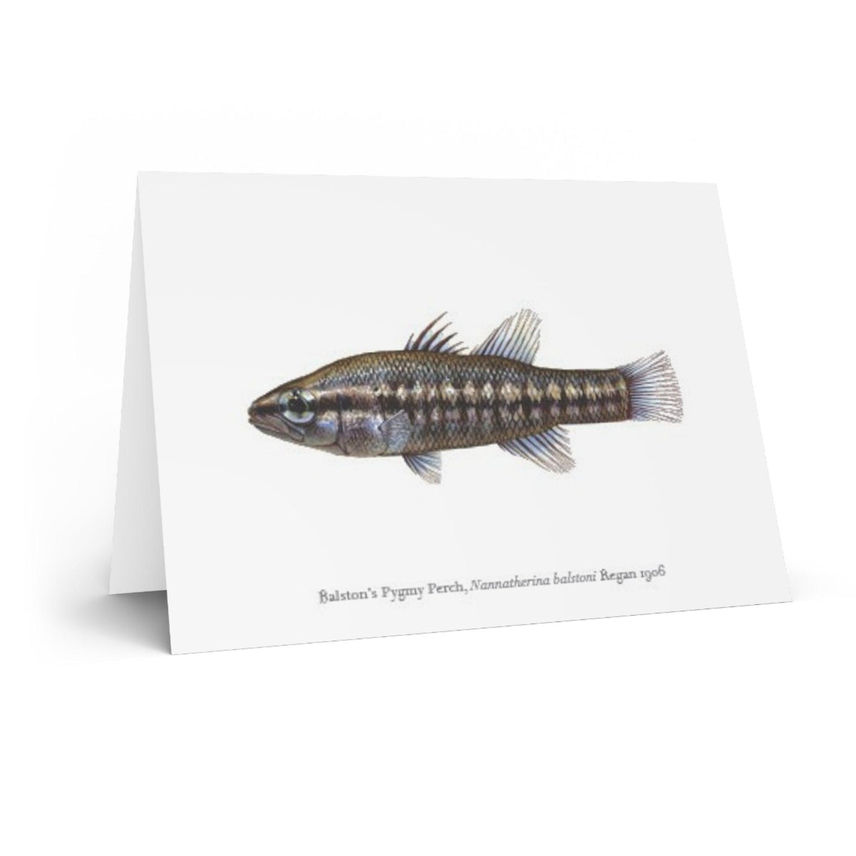 Balston's Pygmy Perch Greeting Card – Stick Figure Fish Illustration