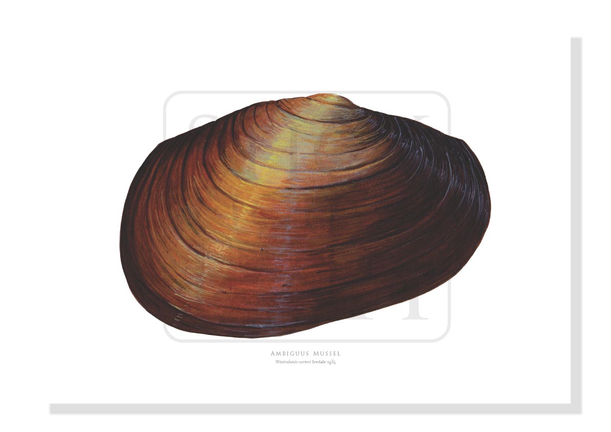 Carter's Freshwater Mussel - Fine Art Print – Stick Figure Fish ...
