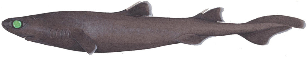 Choose Your Shark Species - Original Painting-Stick Figure Fish Illustration