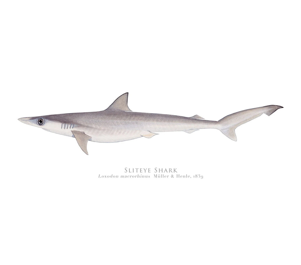 Choose Your Species - Shark or Ray - Fine Art Print-Stick Figure Fish Illustration