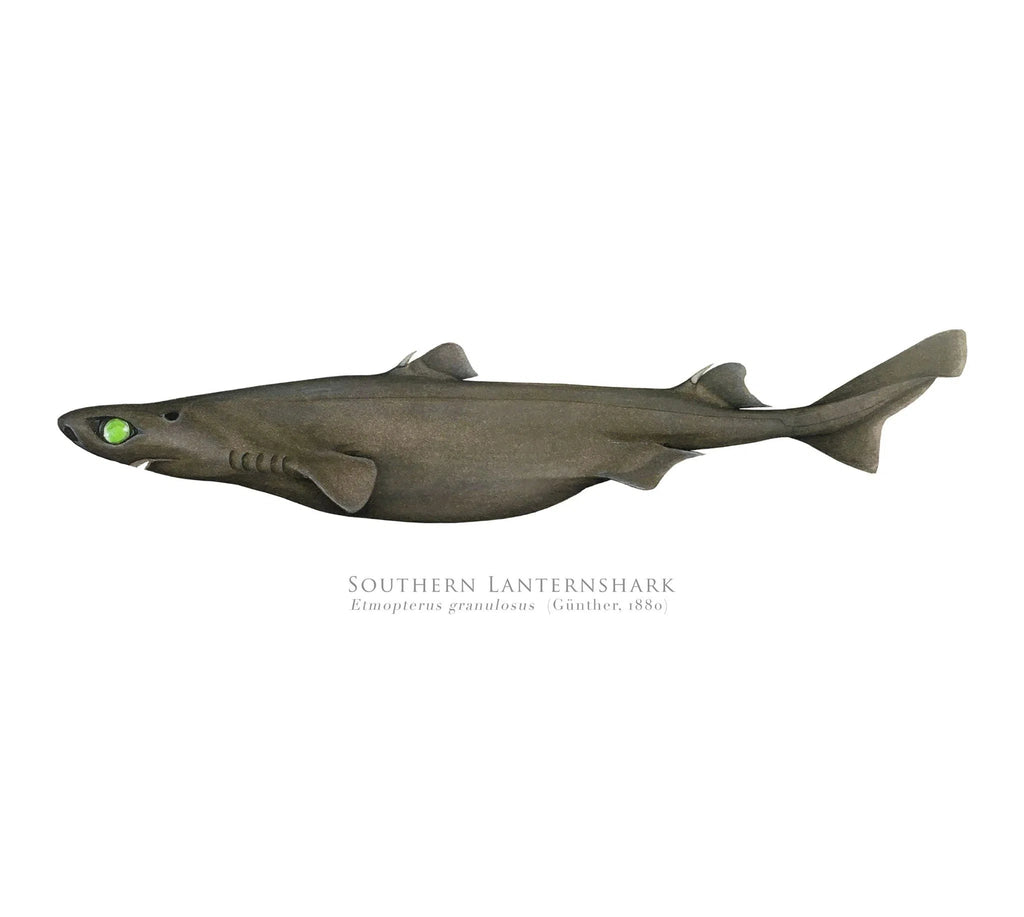 Choose Your Species - Shark or Ray - Fine Art Print-Stick Figure Fish Illustration