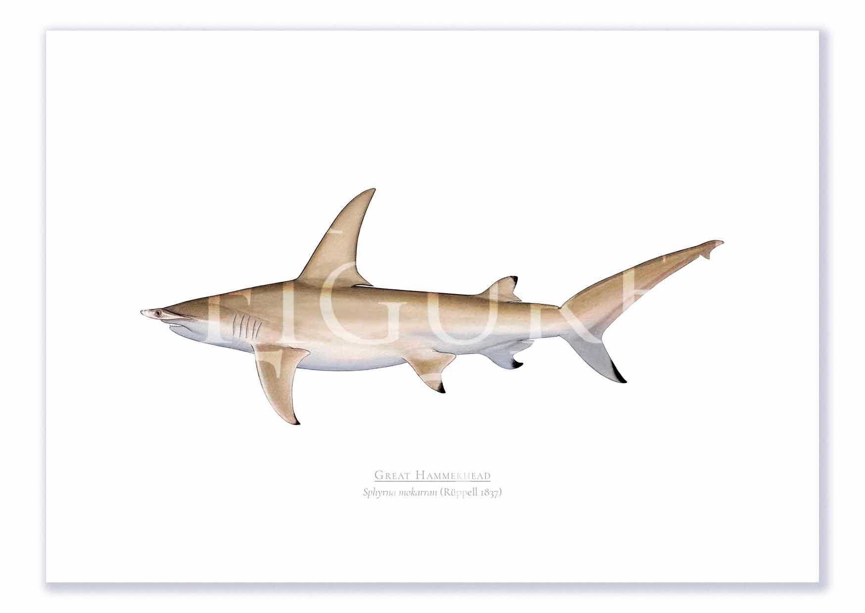 Great Hammerhead Print Mockups A4 Print Mockup Shadow.jpg by Dr Lindsay Marshall