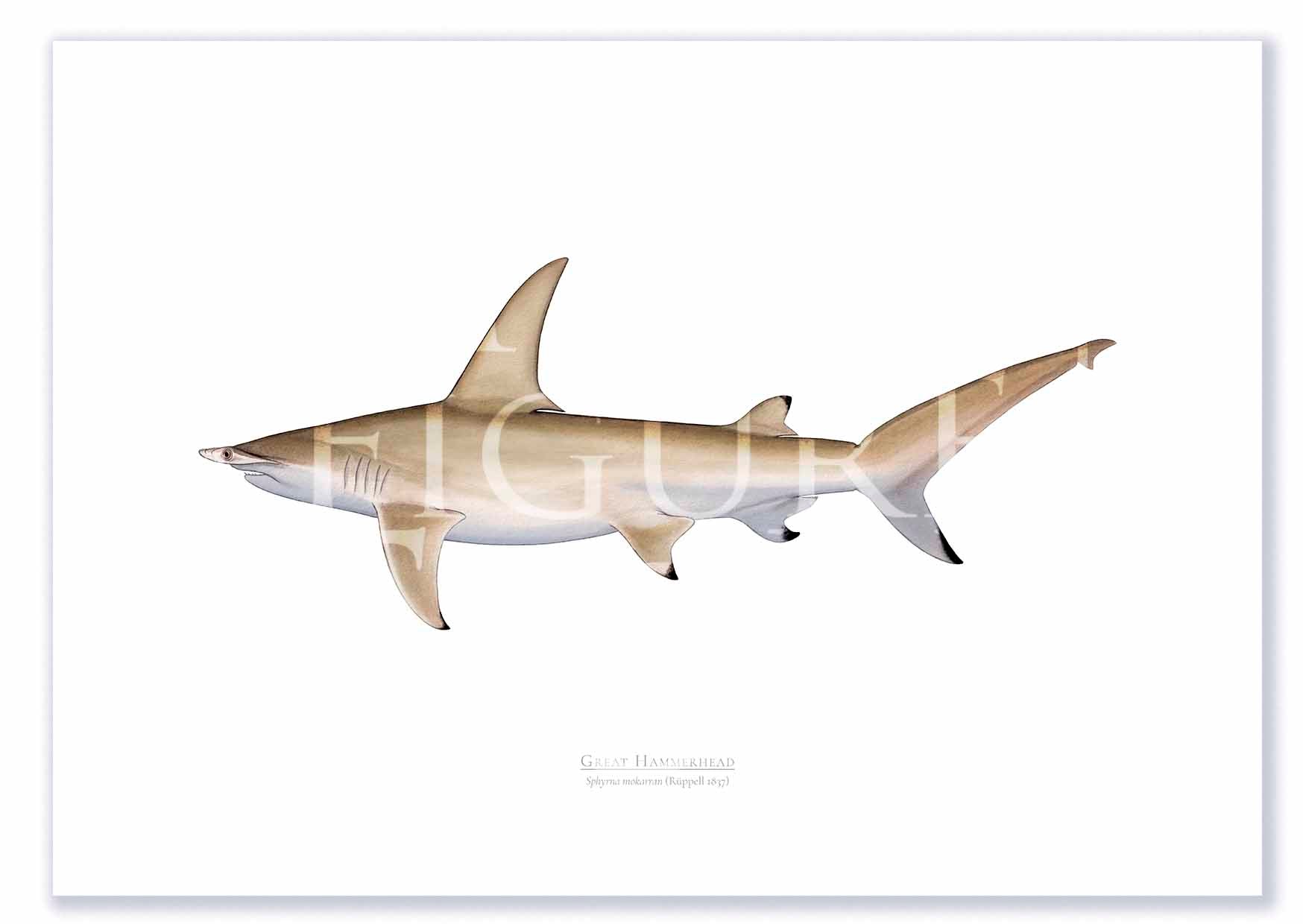 Great Hammerhead Print Mockups A2 Print Mockup Shadow.jpg by Dr Lindsay Marshall
