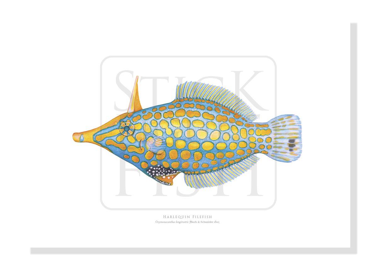 Harlequin Filefish - Fine Art Print – Stick Figure Fish Illustration