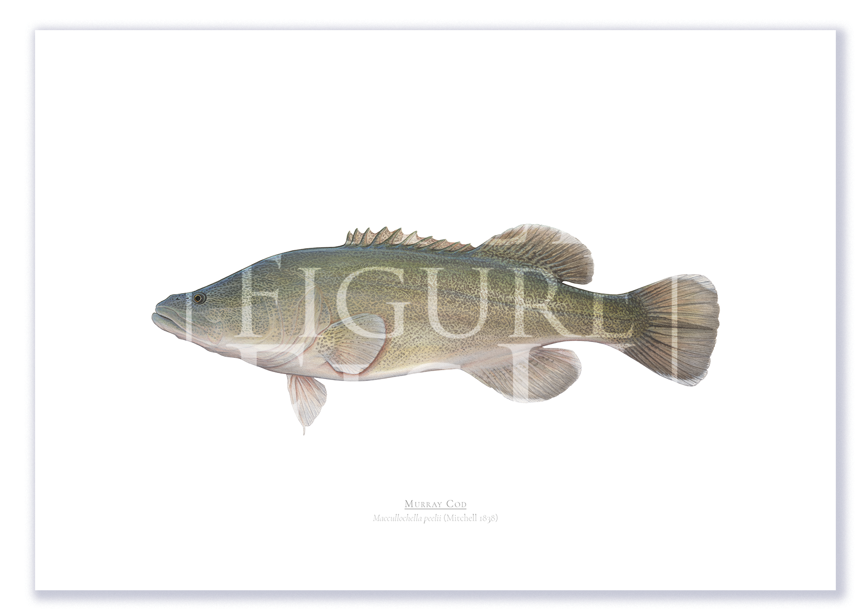 Murray Cod A3 Print Mockup Shadow.png by Dr Lindsay Marshall