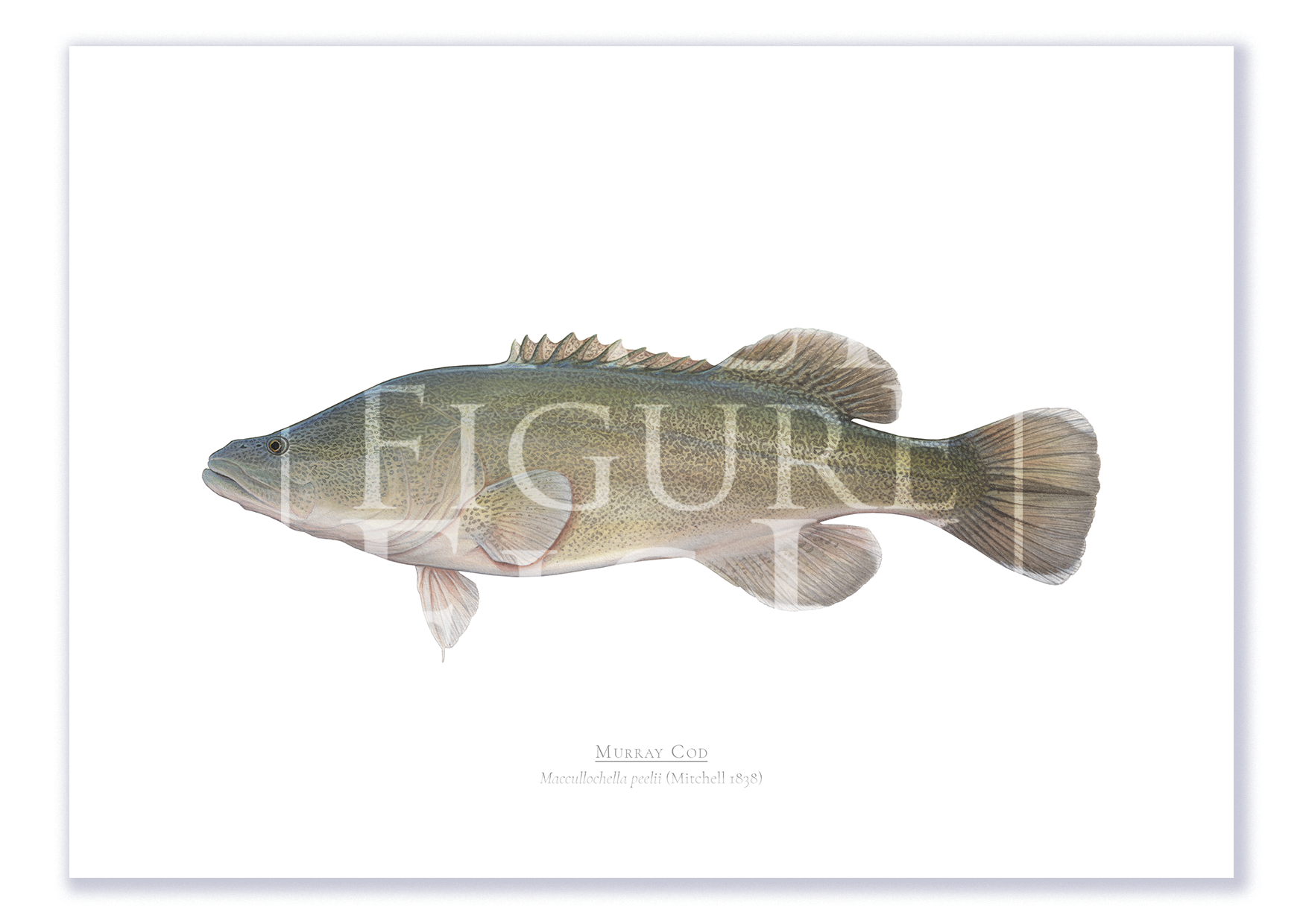 Murray Cod A4 Print Mockup Shadow.png by Dr Lindsay Marshall